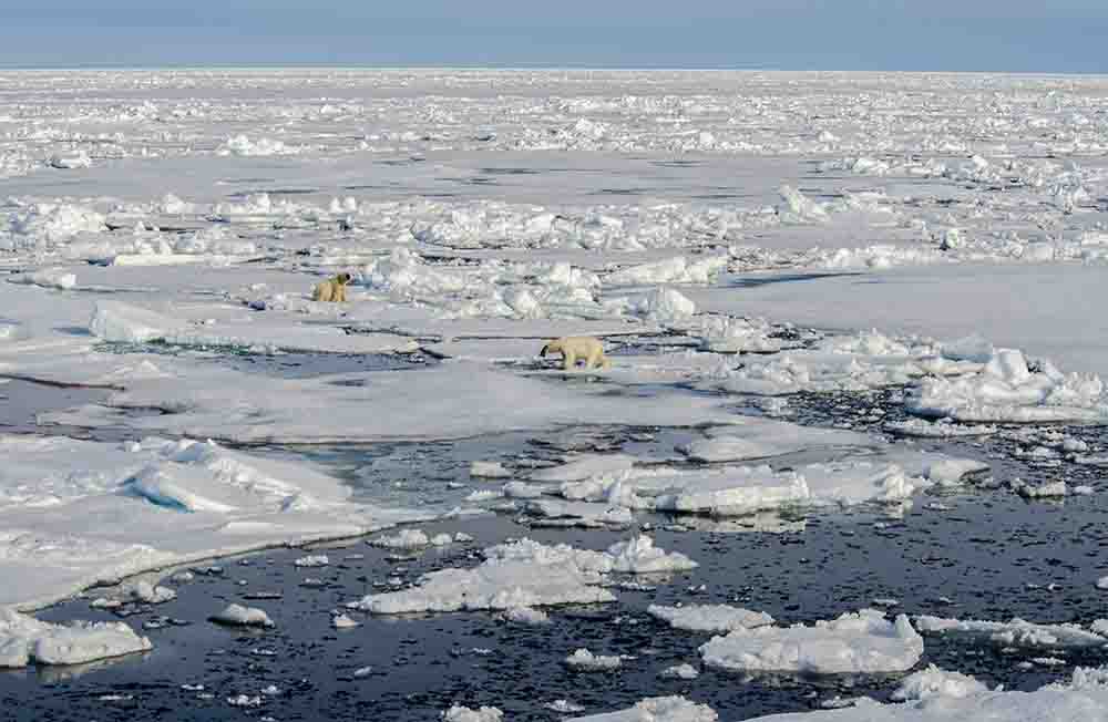 67 - Osos Polares - islas Svalbard - Noruega